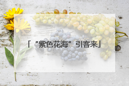 “紫色花海”引客来