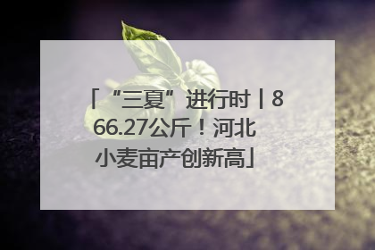 “三夏”进行时丨866.27公斤！河北小麦亩产创新高