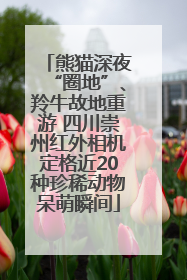 熊猫深夜“圈地”、羚牛故地重游 四川崇州红外相机定格近20种珍稀动物呆萌瞬间