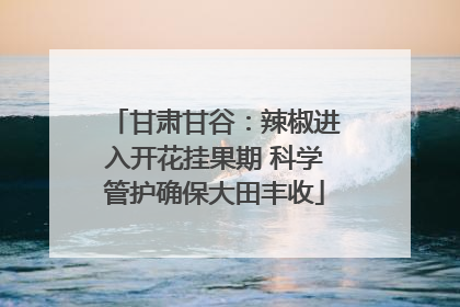 甘肃甘谷：辣椒进入开花挂果期 科学管护确保大田丰收