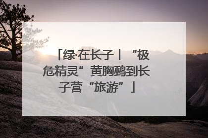 绿·在长子丨“极危精灵”黄胸鹀到长子营“旅游”