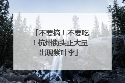 不要摘！不要吃！杭州街头正大量出现紫叶李
