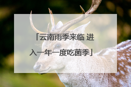 云南雨季来临 进入一年一度吃菌季