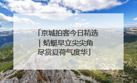 京城拍客今日精选｜蜻蜓早立尖尖角 尽赏夏荷气度华