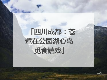 四川成都：苍鹭在公园湖心岛觅食嬉戏