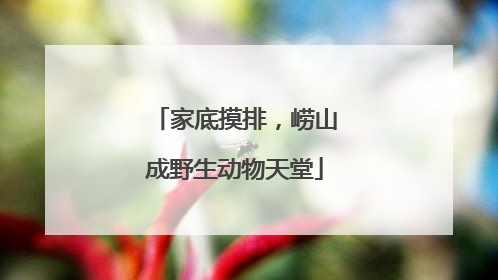 家底摸排，崂山成野生动物天堂