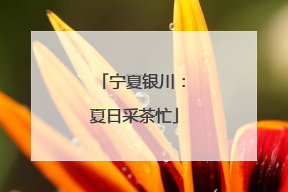 宁夏银川：夏日采茶忙