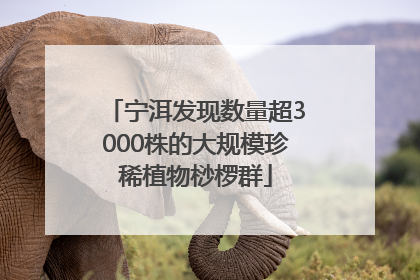 宁洱发现数量超3000株的大规模珍稀植物桫椤群