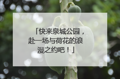快来泉城公园，赴一场与荷花的浪漫之约吧！