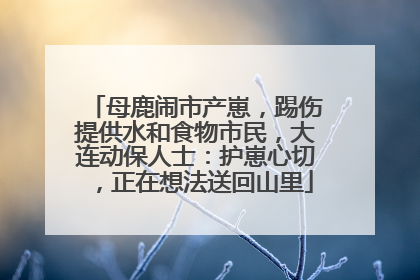 母鹿闹市产崽，踢伤提供水和食物市民，大连动保人士：护崽心切，正在想法送回山里