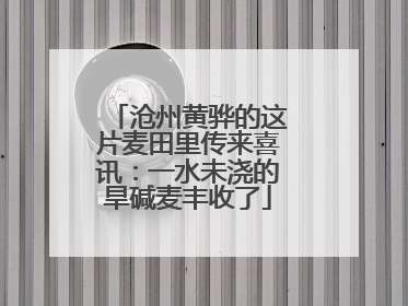 沧州黄骅的这片麦田里传来喜讯：一水未浇的旱碱麦丰收了