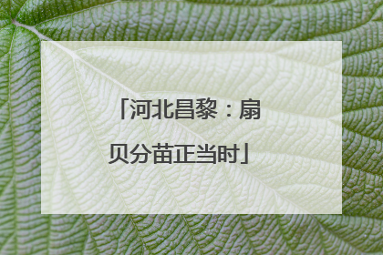 河北昌黎：扇贝分苗正当时