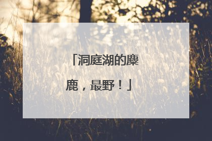 洞庭湖的麋鹿，最野！