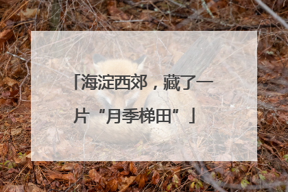 海淀西郊，藏了一片“月季梯田”
