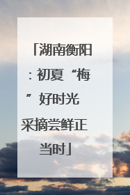 湖南衡阳：初夏“梅”好时光 采摘尝鲜正当时