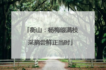衡山：杨梅缀满枝 采摘尝鲜正当时
