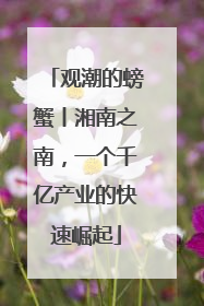 观潮的螃蟹丨湘南之南，一个千亿产业的快速崛起