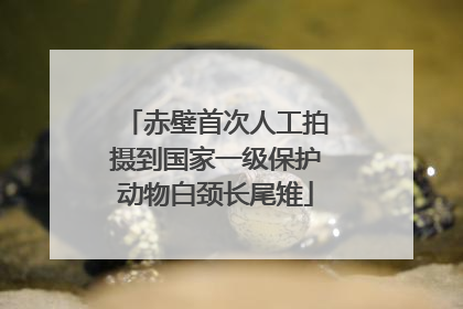 赤壁首次人工拍摄到国家一级保护动物白颈长尾雉