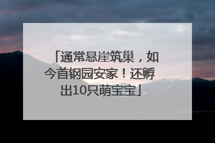 通常悬崖筑巢，如今首钢园安家！还孵出10只萌宝宝