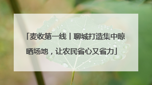 麦收第一线丨聊城打造集中晾晒场地，让农民省心又省力