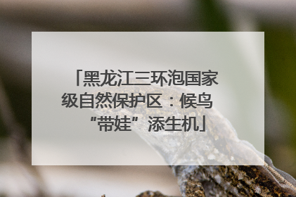 黑龙江三环泡国家级自然保护区：候鸟“带娃”添生机