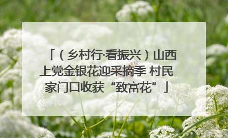 （乡村行·看振兴）山西上党金银花迎采摘季 村民家门口收获“致富花”