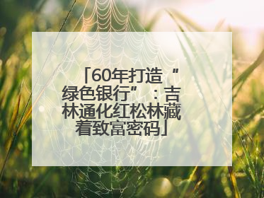 60年打造“绿色银行”：吉林通化红松林藏着致富密码